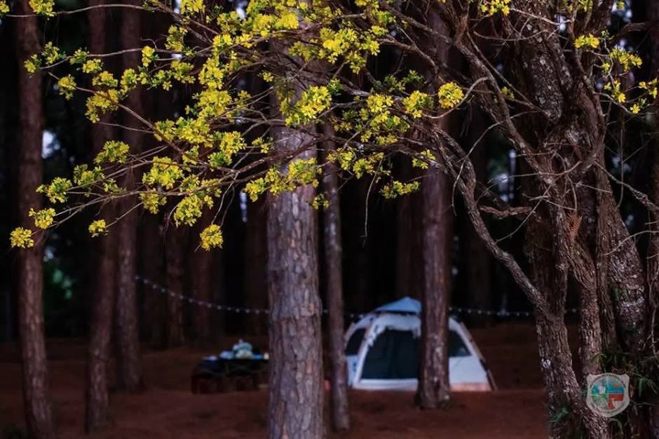Campingplatz im Kiefernwald des Nationalparks, ein beliebter Ort für Übernachtungen unter freiem Himmel. Bild: Department of National Parks, Wildlife and Plant Conservation (DNP)