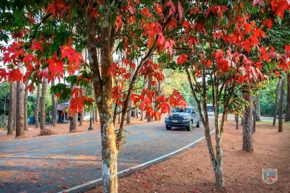 Straße durch den hoch gelegenen Wald im Nationalpark Phu Hin Rong Kla, der auch in der heißen Jahreszeit ein mildes Klima aufweist. Bild: Department of National Parks, Wildlife and Plant Conservation (DNP)