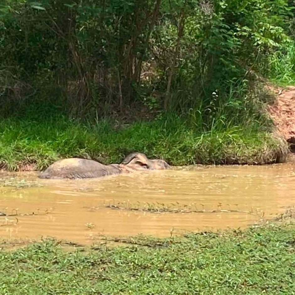 Zur Linderung von Schmerzen und Körperhitze verbringt das Tier tagsüber längere Zeit im Wasser. Bild: Department of National Parks, Wildlife and Plant Conservation (DNP)