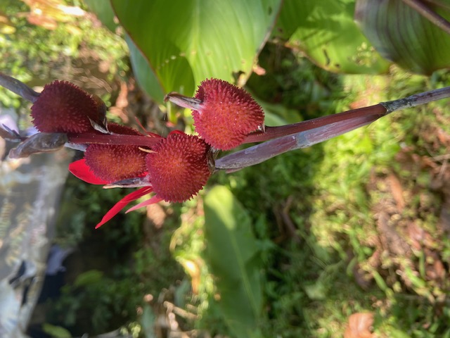 Knallrote Canna-Pflanze aus Venezuela.