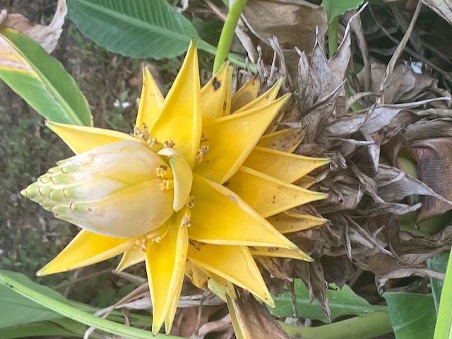 Die Golden Lotus-Banane ist sehr schön anzusehen.