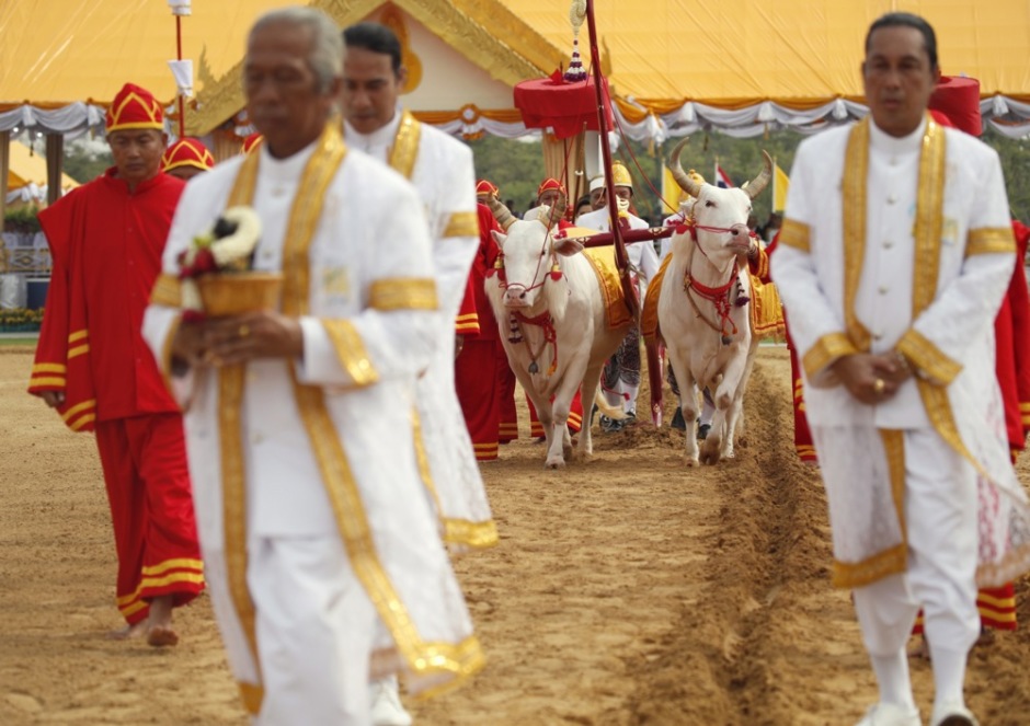 Brahmanen-Priester führen die Rinder über das vorbereitete Feld und ziehen die erste Furche im Rahmen des traditionellen Pflugrituals. Foto: epa/Rungroj Yongrit
