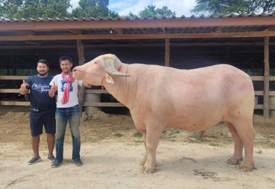 Ko Muang Phet, der rekordbrechende Albino-Büffel, bringt Hoffnung und Stolz in die Herzen der thailändischen Büffelzüchter. Foto: Hua Hin Today/Ch. Narin