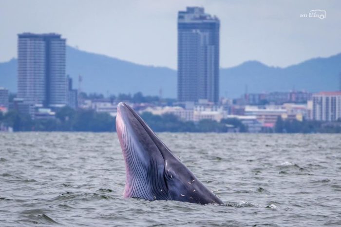 Am zweiten September-Wochenende sorgte ein Bryde-Wal  in Bang Saen für Aufsehen und einen Besucheransturm. Foto: TVPOOL