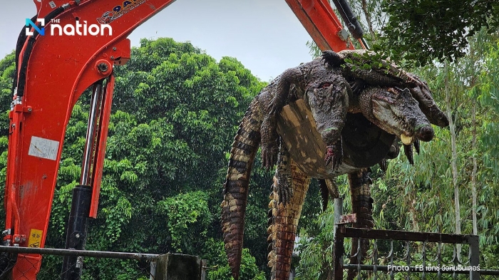 Eine Krokodilfarm in Lamphun musste 125 Tiere töten, da die Erdwälle der Farm zu brechen drohten. Foto: The Nation