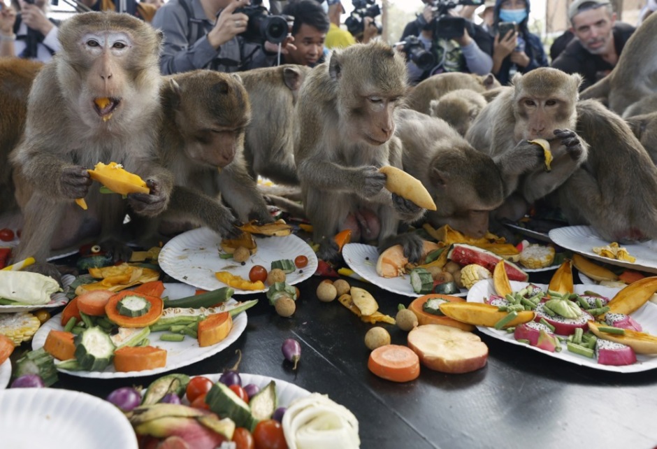 Auch wenn ein Großteil der Affen in Lopburi umgesiedelt wurde, durften sie sich an einem opulenten Buffet erfreuen. Foto: epa-efe/Rungroj Yongrit