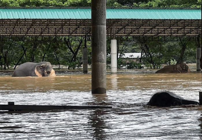 Hochwasserlage in Thailand verschärft. Foto: epa-efe/Maejo Rescue Association