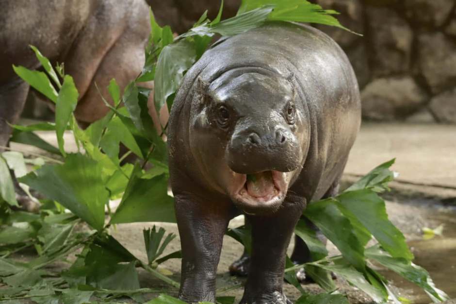 Im September präsentierte der Khao Kheow Open Zoo seinen neuen Star: Das Zwergflusspferd Moo Deng.  Foto: ขาหมู แอนด์เดอะแก๊ง