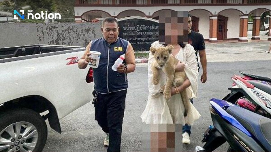 Auch auf Phuket sorgt ein Löwenjunges für Schlagzeilen. Foto: The Nation