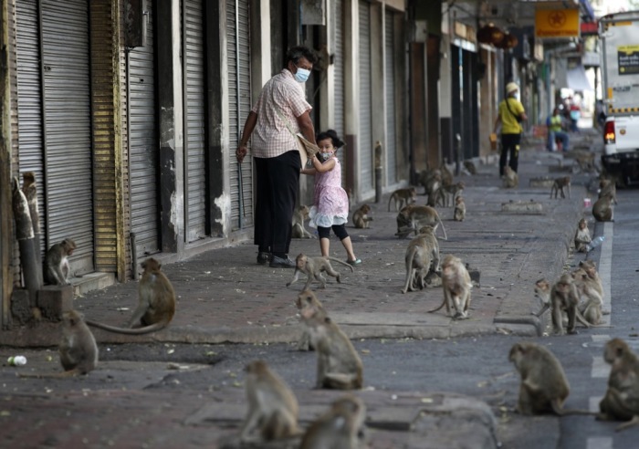 In Lopburi spitzen sich die Konflikte zwischen Menschen und Affen zu. . Foto: epa/Rungroj Yongrit