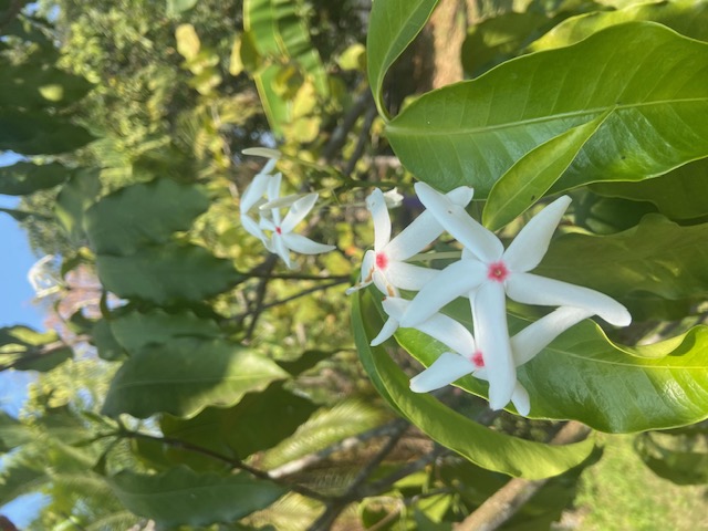 Blüten der Chinesischen Olive.