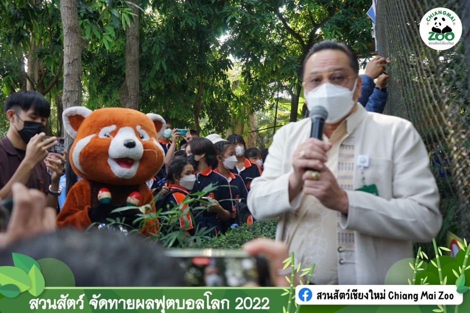 Roter Panda entkommt in Frankreich aus Tierpark - SWI