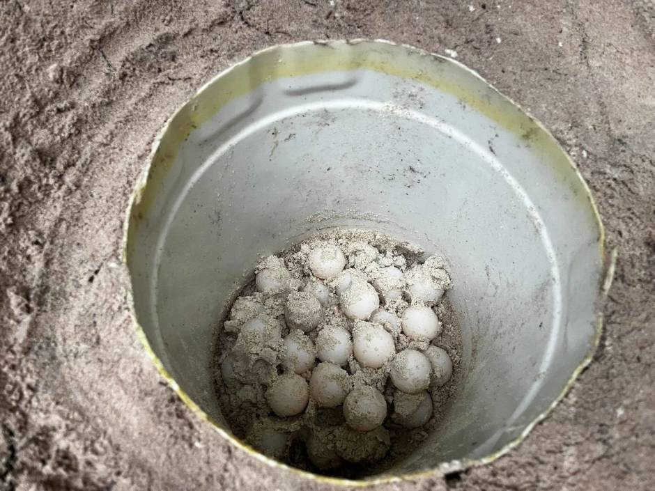 75 Eier einer Grünen Meeresschildkröte wurden entdeckt und vorsichtig zum Schutz vor Flutgefahr umgesetzt. Bild: Department of National Parks, Wildlife and Plant Conservation (DNP)