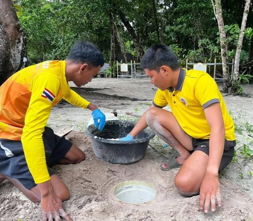Ranger des Similan-Nationalparks sichern das Nest der Grünen Meeresschildkröte an einem sicheren Brutplatz. Bild: Department of National Parks, Wildlife and Plant Conservation (DNP)