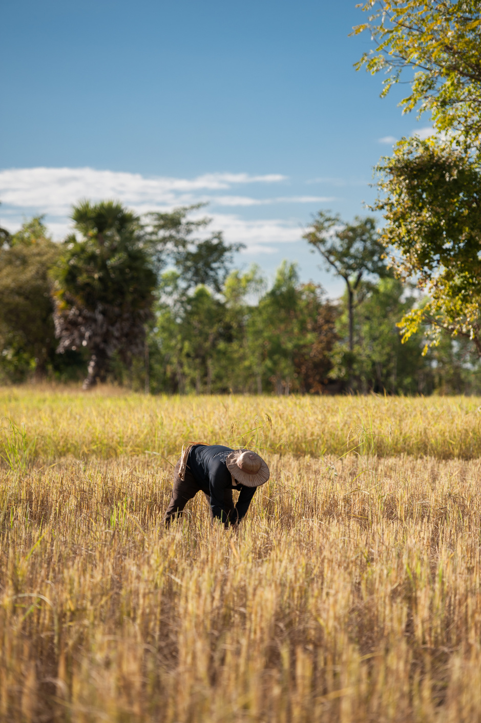 Außerhalb der Stadt prägt Landwirtschaft die Idylle. Foto: Ipsimus / Adobe Stock