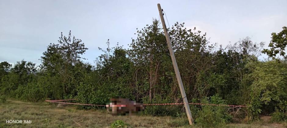 Der tote Wildelefant wurde nahe umgestürzter Strommasten und beschädigter Leitungen am Waldrand in der Provinz Kanchanaburi entdeckt. Bild: Department of National Parks, Wildlife and Plant Conservation (DNP)