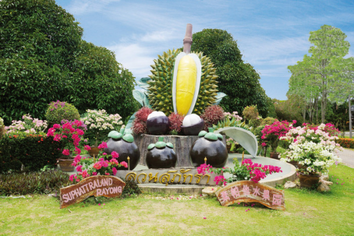 Für Thais ist Durian die „Königin der Früchte“, weshalb sie im Suphattra Land mit einer Statue geehrt wird. Schließlich beschert die Edelfrucht den Farmern hohe Einnahmen.