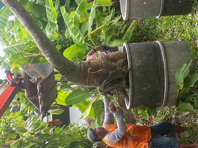 Ein großer Baobab wird stilgerecht umgetopft.