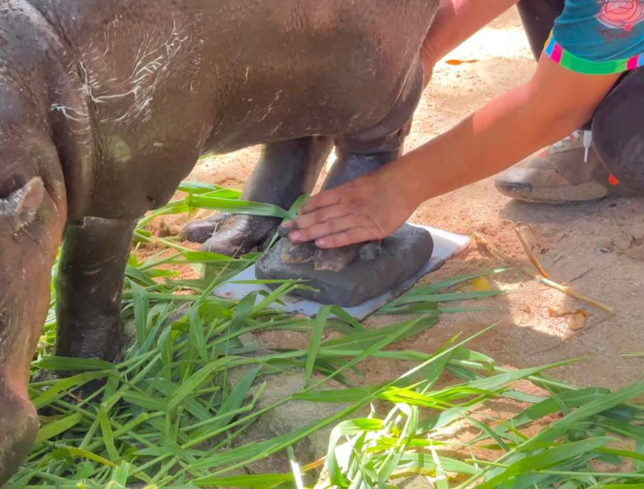 „Wenn das Geld knapp wird, kann Moo Dengs Fußabdruck vielleicht noch helfen“, scherzte ein Tierpfleger über den probeweise angefertigten Fußabdruck. Bild: Kha Moo and the Gang
