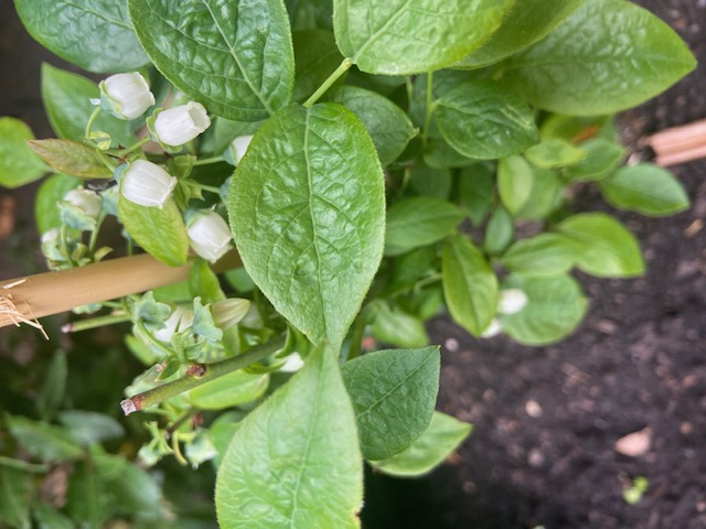 Blaubeeren im Gärtchen reifen nun.
