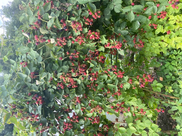 Jede Menge Brombeeren reifen nun.