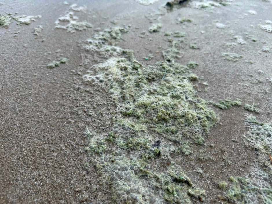 Grünliche Schaumreste am Strand gelten als sichtbares Anzeichen der natürlichen Planktonblüte vor der Küste von Rayong. Bild: Khao Laem Ya–Mu Ko Samet National Park