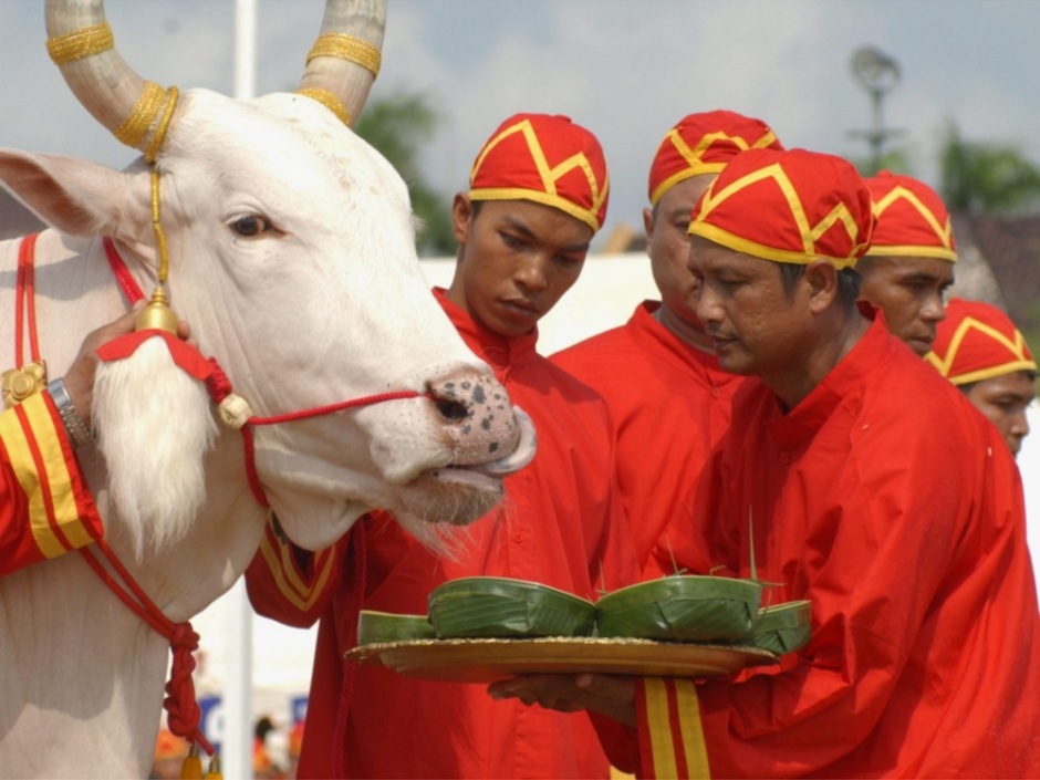 Brahmanen-Priester reichen den heiligen Ochsen Speisen während der Pflugzeremonie auf dem Sanam Luang. Foto: epa/Vinai Dithajohn