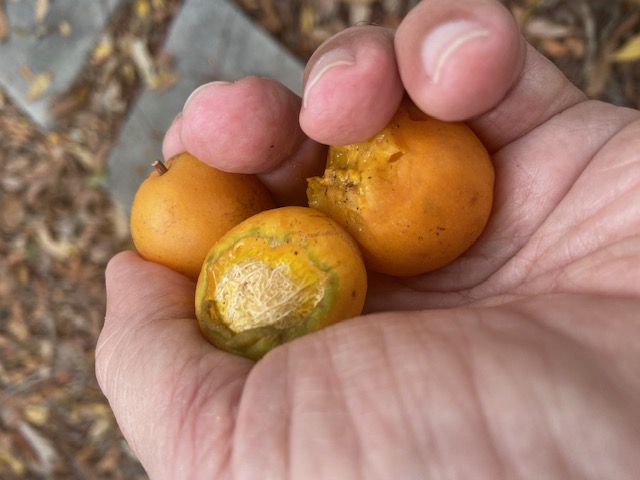 Kleine, orange, saure Früchte…