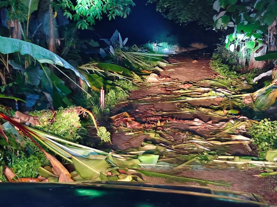 Zerstörte Vegetation am Tatort: Spuren der Elefantenherde, die sich durch die Bananenplantage bewegt hatte. Bild: Department of National Parks, Wildlife and Plant Conservation (DNP)