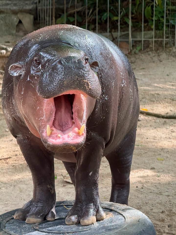 Das Zwergflusspferd Moo Deng begeistert seit zwei Jahren Besucher aus aller Welt. Bild: Khao Kheow Open Zoo