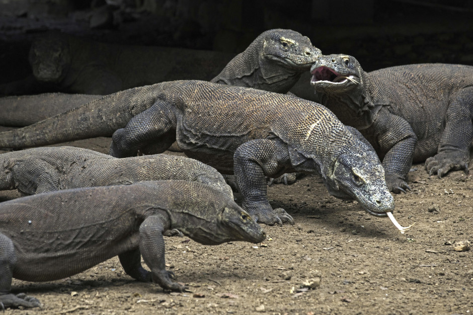 Die urzeitlichen Komodo-Drachen sind streng geschützt.  doch neue Bauprojekte bedrohen ihren Lebensraum. Foto: picture alliance / imageBROKER | alimdi / Arterra / Marica van de