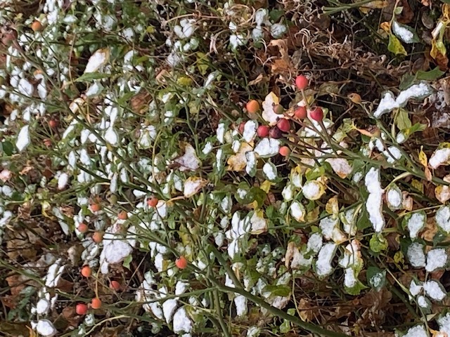 Vor dem Haus: Pflanzen im Schnee.