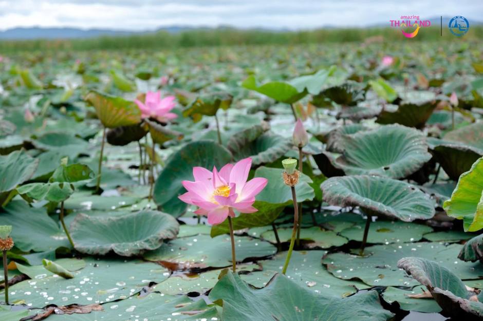 Blick über das Wasser des Bueng-Bua-Sees, wo sich zwischen Schilf und Lotusblüten ein geschütztes Feuchtgebiet erstreckt.