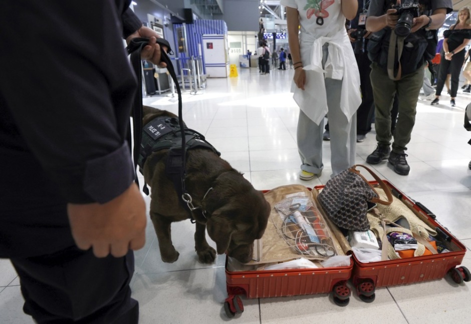 Bei einer Gepäckkontrolle untersucht ein Drogenspürhund einen geöffneten Koffer auf mögliche Rauschgiftspuren. Foto: epa/Rungroj Yongrit
