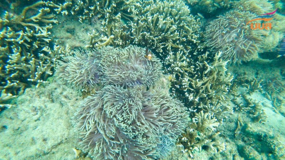 Unterwasseraufnahmen zeigen Korallenformationen und Seeanemonen, zwischen denen Clownfische im klaren Wasser rund um die Inselgruppe Lao Liang leben. Foto: The Transport Co.