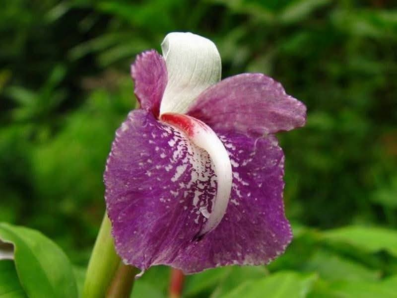 Die Ingwerart Zingiber sirindhorniae wurde 2007 in Nordostthailand entdeckt und wissenschaftlich beschrieben. Bild: Department of National Parks, Wildlife and Plant Conservation (DNP)
